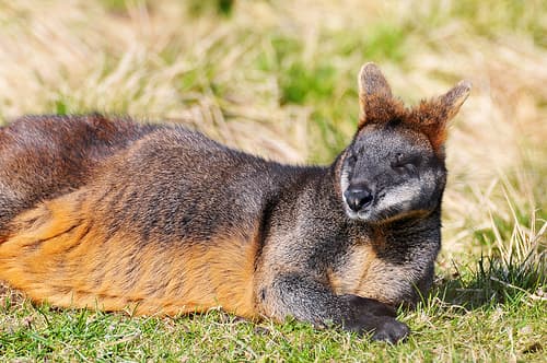 Stoned Opium Loving Wallabies a Big Problem at Australian Pharmaceutical Opium Farms