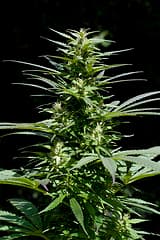 Police Called During Home Invasion - On Arrival They Find Major Marijuana Growing Operation!
