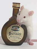 Rats Fed a High Fat Diet Develop a Tolerance to the Pleasures of Eating