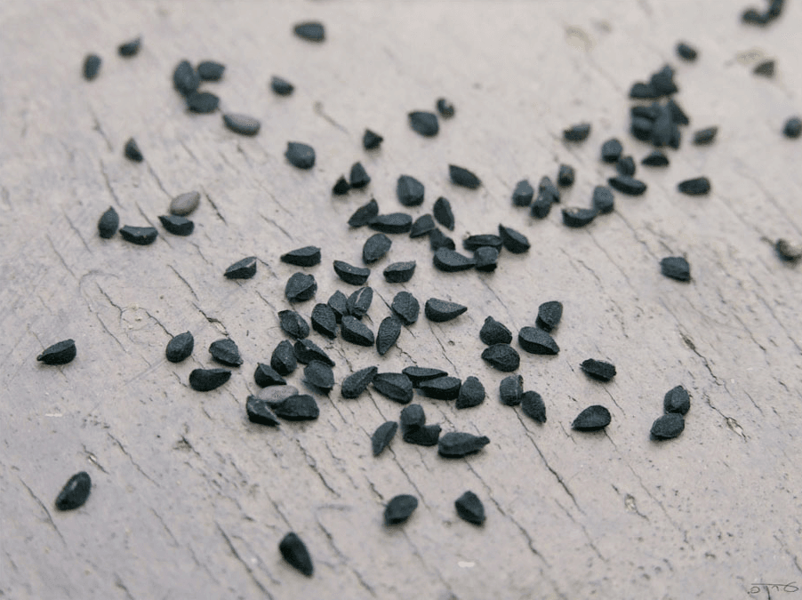 Nigella Sativa (Black Seed) a Natural Opiate Withdrawal Cure?