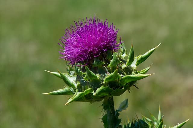 Considering Milk Thistle for Alcoholic Liver Disease – an Overview and Review of the Evidence