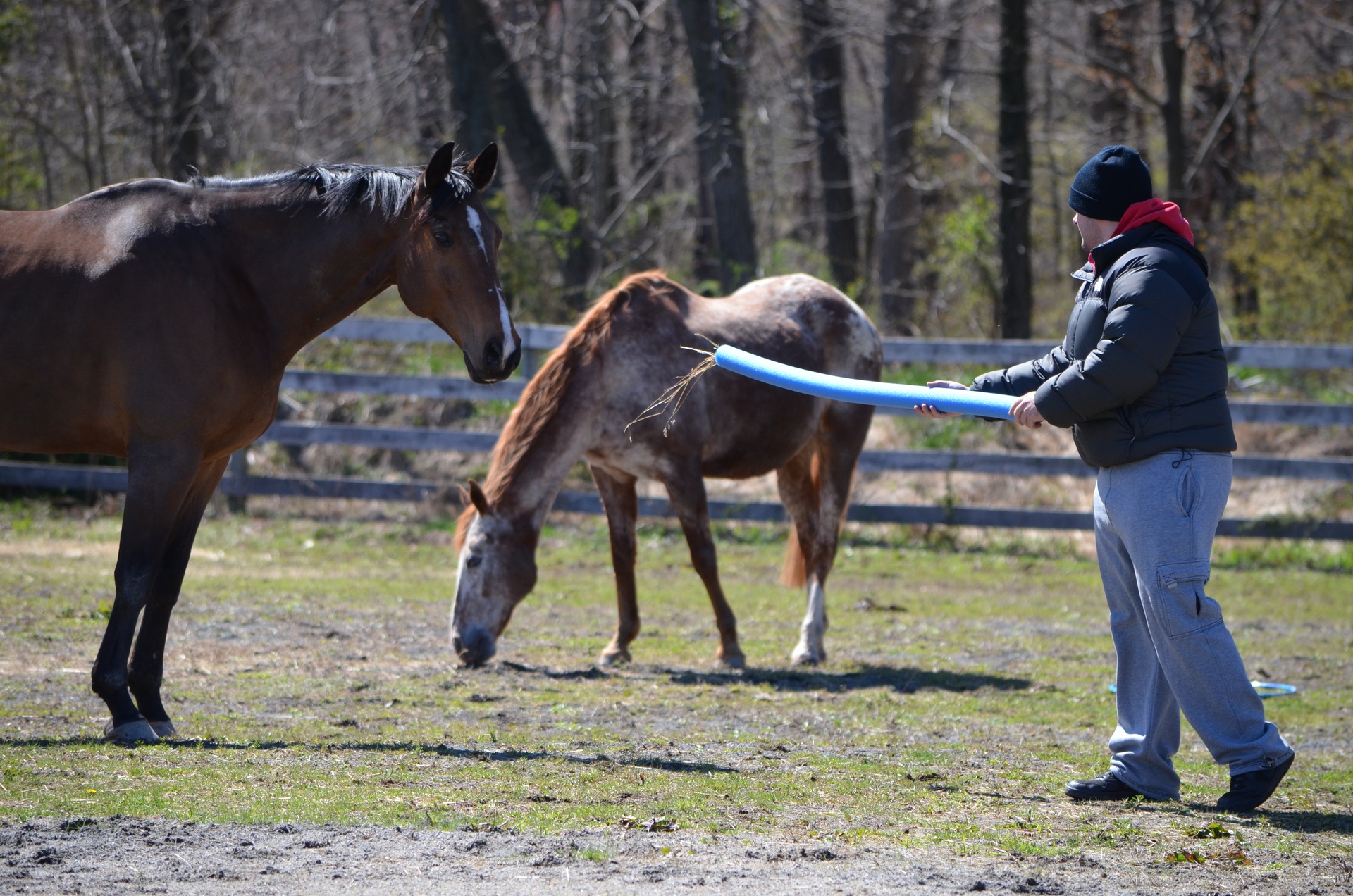 Spring Reins of Hope cover