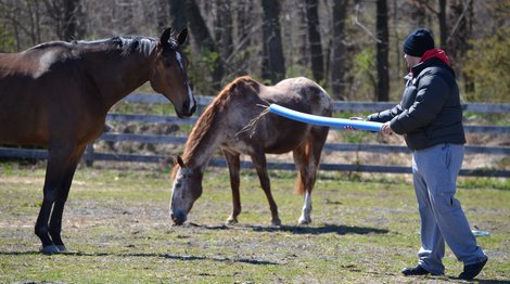 Spring Reins of Hope