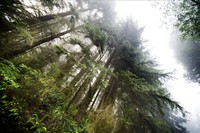Majestic redwood forests surround the recovery camp